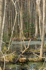 Image showing South Carolina Swamp