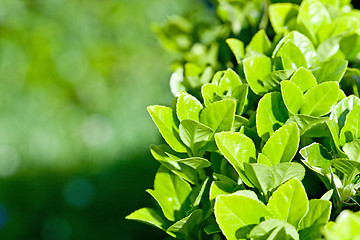 Image showing green leaves