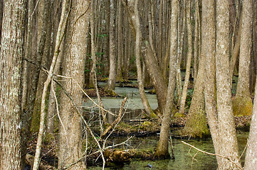 Image showing South Carolina Swamp