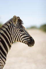 Image showing Zebra in profile