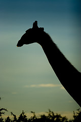 Image showing Giraffe in sundown