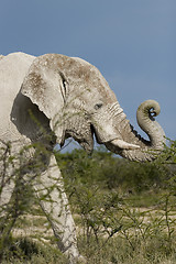 Image showing Elephant