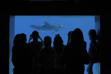 Image showing Watching Dolphins
