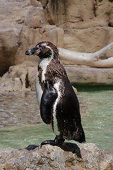 Image showing Penguin in the Sun