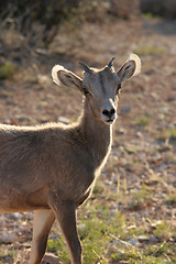 Image showing young bighorn sheep