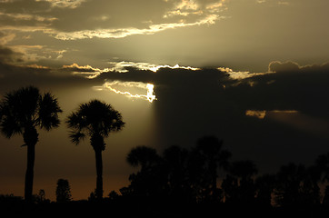 Image showing palmtrees at sunset