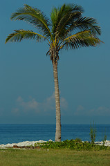 Image showing palmtree