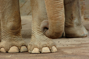 Image showing elephant feet