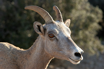 Image showing bighorn sheep