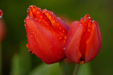 Image showing red tulips