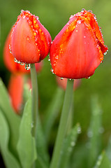 Image showing red tulips after rain