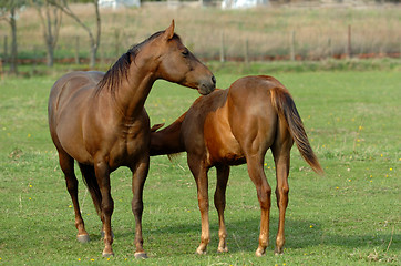 Image showing two horses