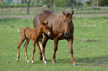 Image showing mare and filly