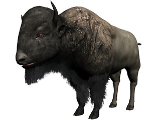 Image showing Bison