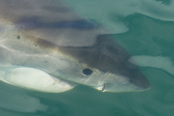 Image showing Great white shark under surface