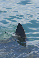 Image showing Great white shark fin