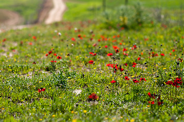 Image showing Spring flowers - red on green