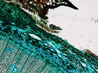 Image showing Pine Wood micrograph