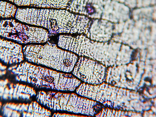 Image showing Onion epidermus micrograph