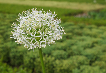 Image showing Ivory Queen flower