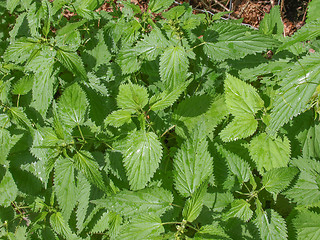 Image showing Stinging nettle