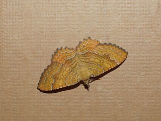 Image showing Moth butterfly