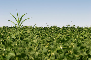 Image showing renegade crop