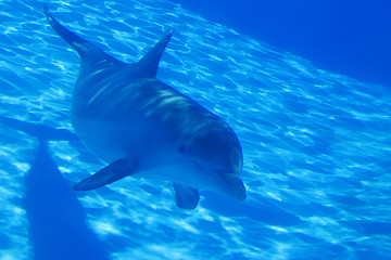 Image showing Dolphin