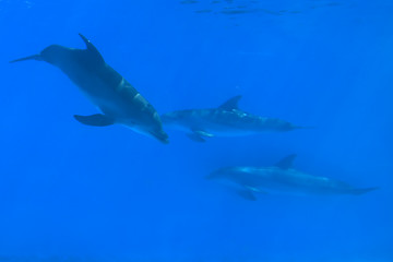 Image showing Bottlenose Dolphins