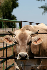 Image showing bull