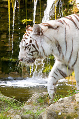 Image showing White Bengal Tiger