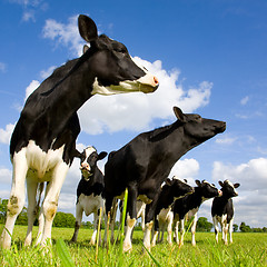 Image showing Holstein cows