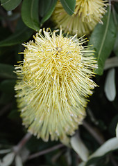 Image showing Banksia  flower 