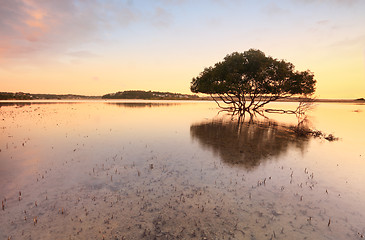 Image showing Lone mangrove tree and roots in tidal shallows