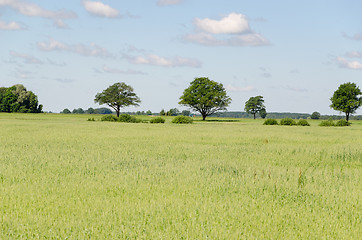 Image showing panoramic view of rye field and tree in horizon 