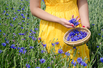 Image showing farm woman in yellow dress hands pick cornflower 