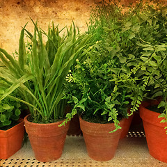 Image showing Green plants on rusty background