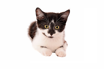 Image showing Adorable sad black and white kitten