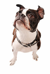 Image showing Boston Terrier Dog Looking Up