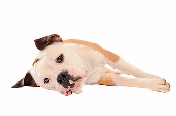 Image showing Old English Bulldog lying on a white background