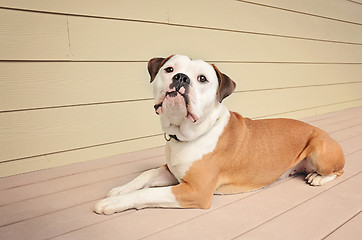 Image showing Bulldog laying on an outdoor patio