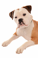 Image showing Old English Bulldog Portrait