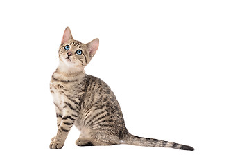 Image showing Adorable Tabby Kitten with a Long Tail