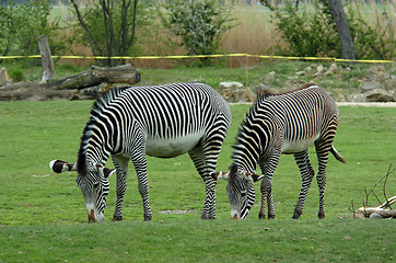 Image showing Zebra stripes