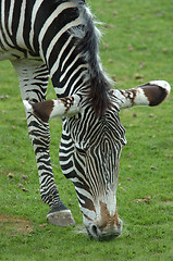 Image showing Zebra stripes