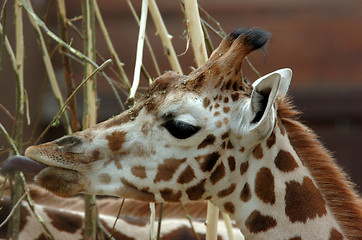 Image showing Giraffe