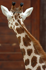 Image showing Giraffe