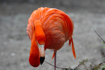 Image showing flamingo