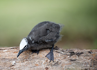 Image showing Black noddy chick