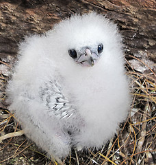 Image showing Fluffy chick